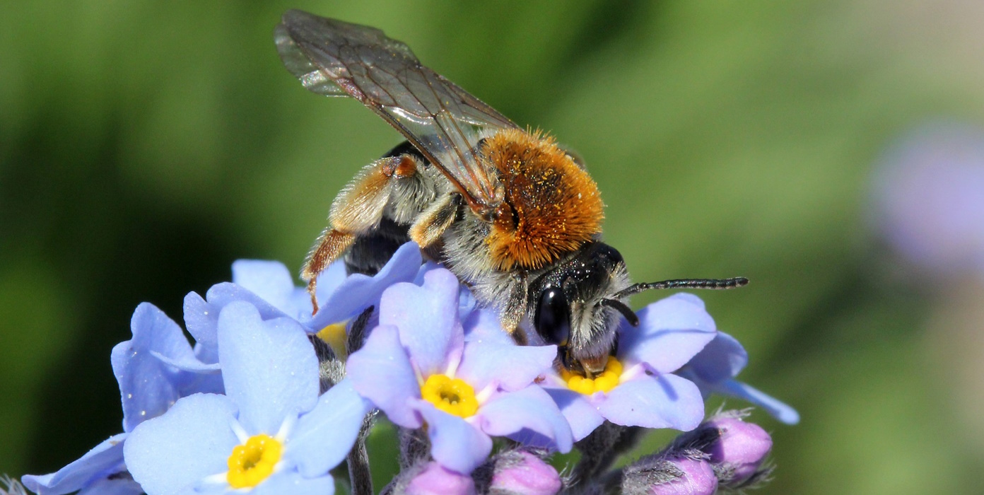 Pflanzwettbewerb: „Deutschland summt“