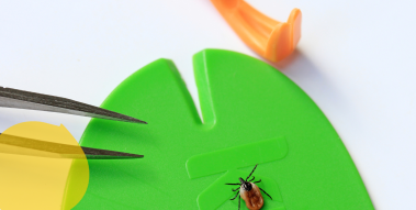 (Zecke und Werkzeuge, um eine Zecke sicher zu entfernen.) Zecke und Werkzeuge, um eine Zecke sicher zu entfernen.